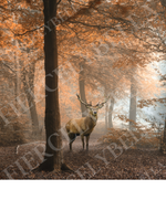 Deer In Woods